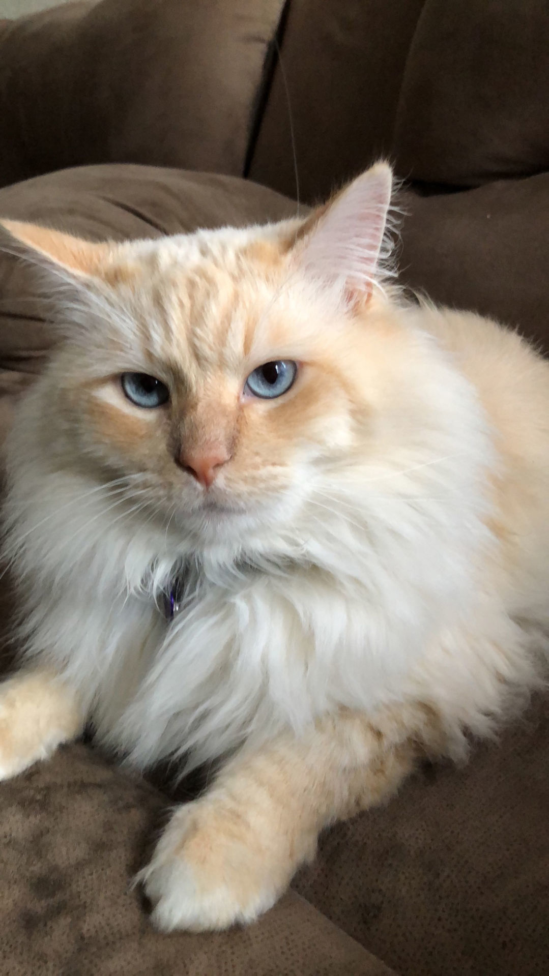 Pic of the Litter: Cookie